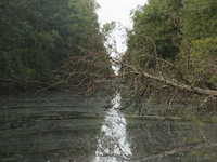 Дерево упавшее в воду