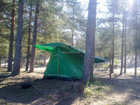 Зеленая палатка в сосновом лесу